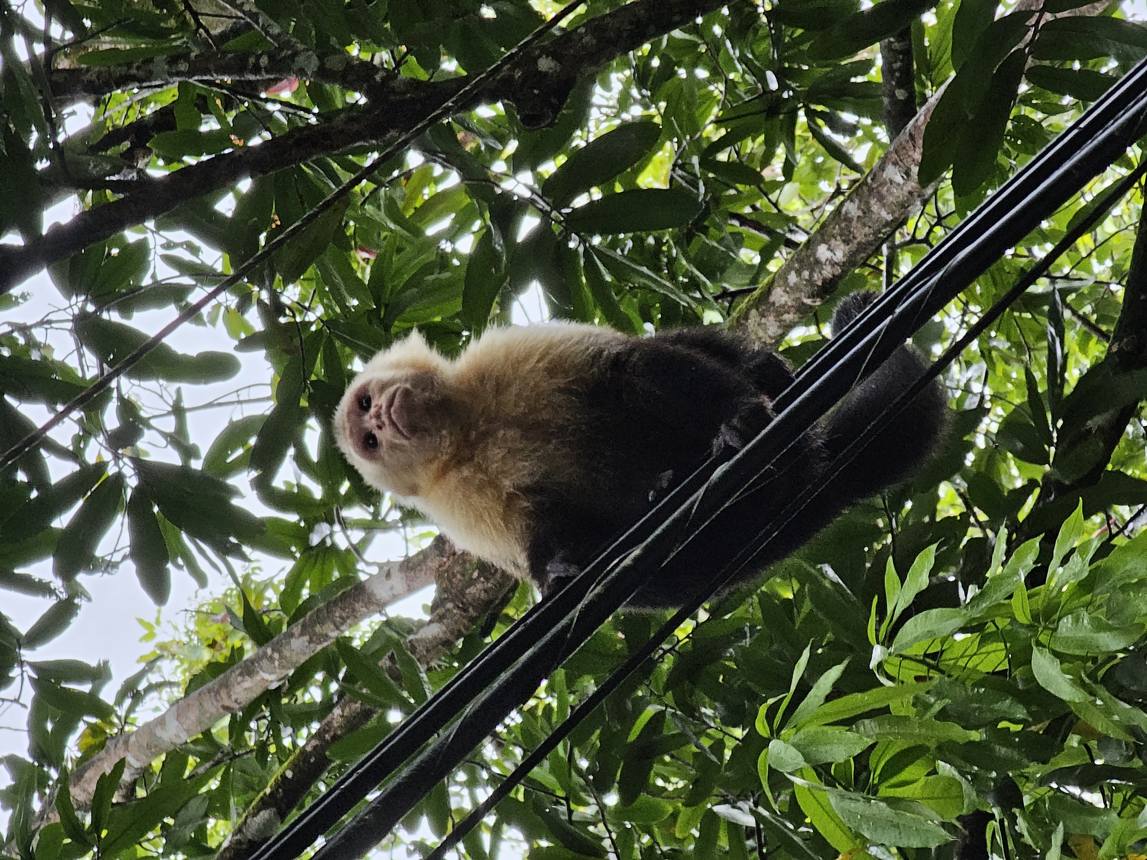 White-faced capuchin monkey in Costa Rica